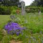 alpine_campanulas_langham_hall_walled_garden.jpg