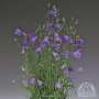 campanula_rotundifolia_thumbell_blue.jpg