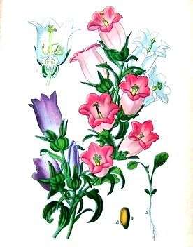 thomas_etty_c._canterbury_bells_edward_step_original_antique_botanical_print_1896.jpg