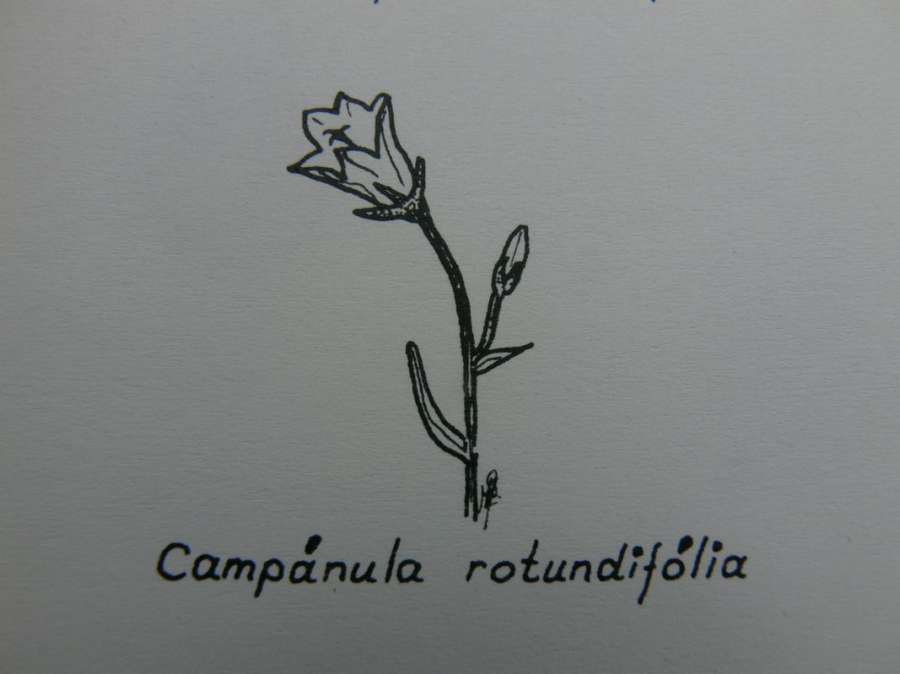 tn_c.rotundifolia_4.jpg