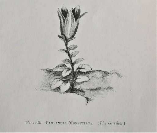 c.morettiana_-_prichard_m._the_genus_campanula_1902_1_.jpg