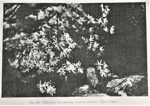 c.rotundifolia_soldanellaflora_-_prichard_m._the_genus_campanula_1902_4_.jpg