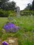 campanula:bellflower_nursery:alpine_campanulas_langham_hall_walled_garden.jpg