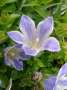 campanula:bellflower_nursery:c.chamissonis_oyobeni.bellflower_nursery.jpg