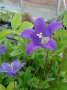 campanula:bellflower_nursery:c.saxifraga.bellflower_nursery.jpg