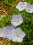 campanula:bellflower_nursery:campanula_carpatica_blue_moonlight_1_1.jpg