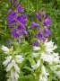 campanula:bellflower_nursery:campanula_latifolia_and_campanula_latifolia_alba_1.jpg