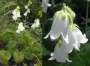 campanula:florapix:c.alliariifolia.jpg