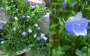 campanula:florapix:c.cochleariifolia.jpg