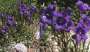 campanula:florapix:c.saxifraga.jpg