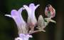 campanula:florapix:c.tolpaniana_ssp_delphica.jpg