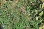 campanula:herman:tn_c.rotundifolia_ssp._groesbeek_nl_2017.08.25_h.berteler_1_.jpg