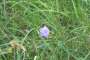 campanula:herman:tn_c.rotundifolia_ssp._groesbeek_nl_2017.08.25_h.berteler_5_.jpg