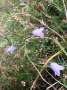 campanula:john-paul_flavell_c.rotundifolia.jpg