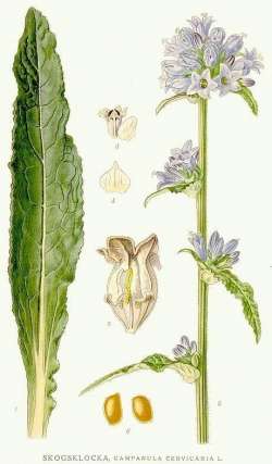 Campanula cervicaria C.A.M. Lindman's Flora Nordens (1901-1905), Project Runeberg (Sweden)