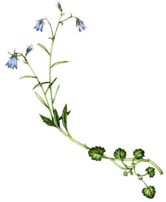 tn_c.rotundifolia_lizzie_harper_lizzieharper.co.uk_.jpg