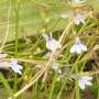 lobelia_flaccida_campanulaceae_george_gc_2_.jpg