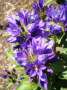 campanula:majella_larochelle:campanula_glomerata_purple_pixie-pf_ml_0618_1_11x.jpg