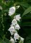 campanula:mijntuin:campanula_persicifolia_grandiflora_alba_.jpg