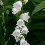 campanula_persicifolia_grandiflora_alba_.jpg