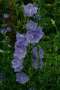 campanula:mijntuin:campanula_persicifolia_telham_beauty_.jpg