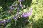 campanula:missouribg:c.latifolia1.jpg