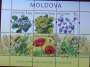 campanula:postzegels:tn_c.persicifolia_moldova_2_.jpg