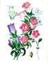 campanula:thomas_etty_c._canterbury_bells_edward_step_original_antique_botanical_print_1896.jpg