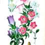 thomas_etty_c._canterbury_bells_edward_step_original_antique_botanical_print_1896.jpg