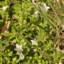 tn_18.wahlenbergia_campanulaceae_wedgewood_g_ce_3_.jpg