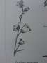 campanula:tn_c.persicifolia.jpg