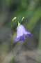campanula:tn_c.rotundifolia_fr.aug.2012-1.jpg