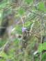 campanula:tn_c.rotundifolia_fr.aug.2012-5.jpg