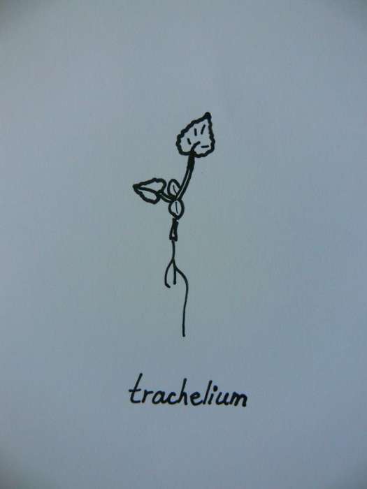 tn_c.trachelium_5.jpg