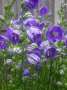 campanula:whyevale_nurseries:c.p.blue_bloomers.jpg
