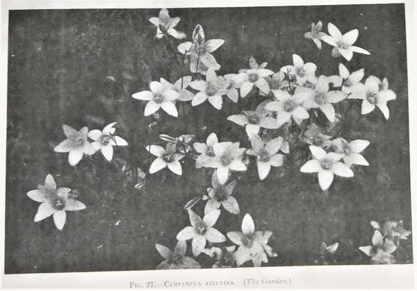 c.abietina_-_prichard_m._the_genus_campanula_1902_8_.jpg