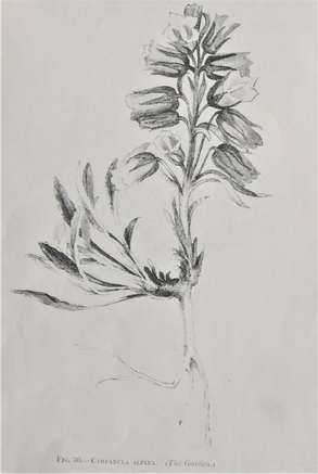 c.alpina_-_prichard_m._the_genus_campanula_1902_11_.jpg