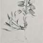 c.alpina_-_prichard_m._the_genus_campanula_1902_11_.jpg