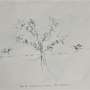 c.cenisia_-_prichard_m._the_genus_campanula_1902_12_.jpg