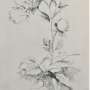 c.lanata_-_prichard_m._the_genus_campanula_1902_15_.jpg