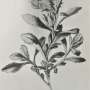 c.rainerii_-_prichard_m._the_genus_campanula_1902_24_.jpg