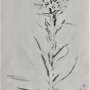 c.thyrsoides_-_prichard_m._the_genus_campanula_1902_5_.jpg