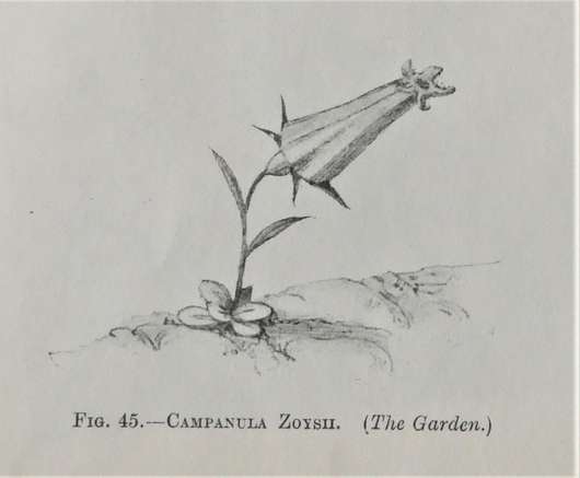 c.zoysii_-_prichard_m._the_genus_campanula_1902_25_.jpg